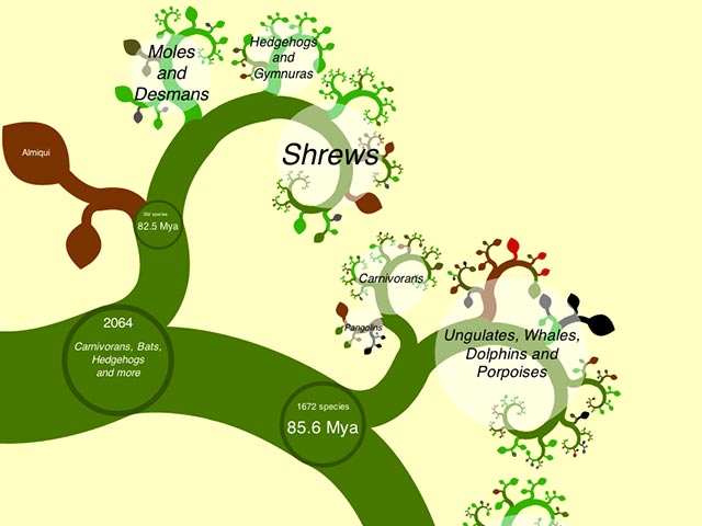 open-tree-life-CLE Capture d'écran du site - OneZoom Tree of Life Explorer